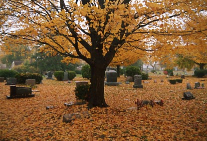 Snareroot Tree - © 2003 Jimmy Rocker Photography